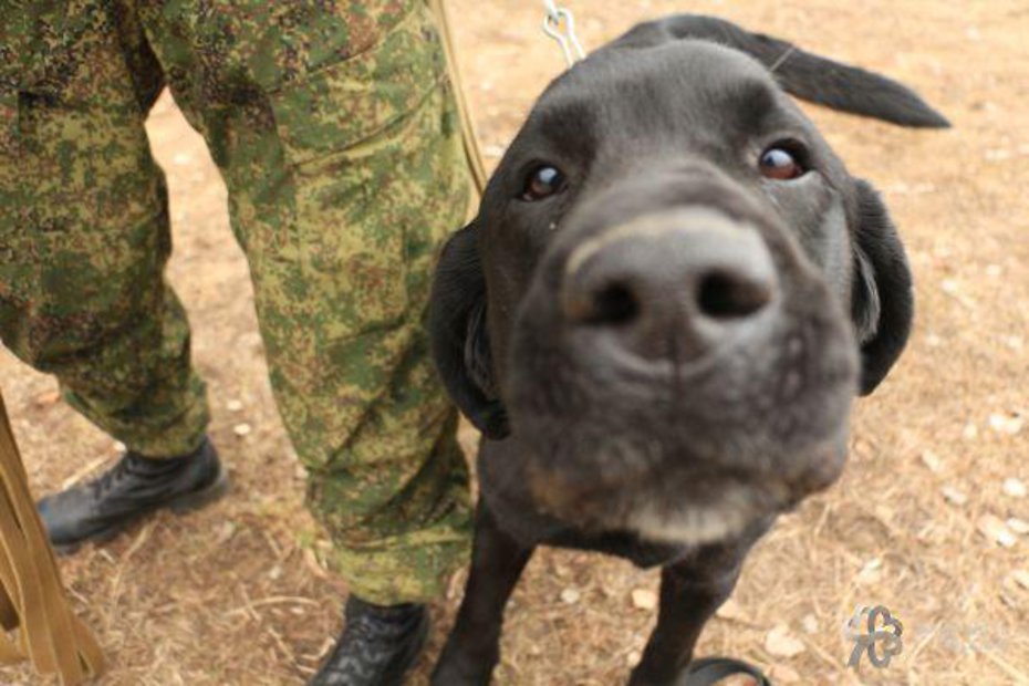 Рожденные под красной звездой. Служебные собаки российской армии