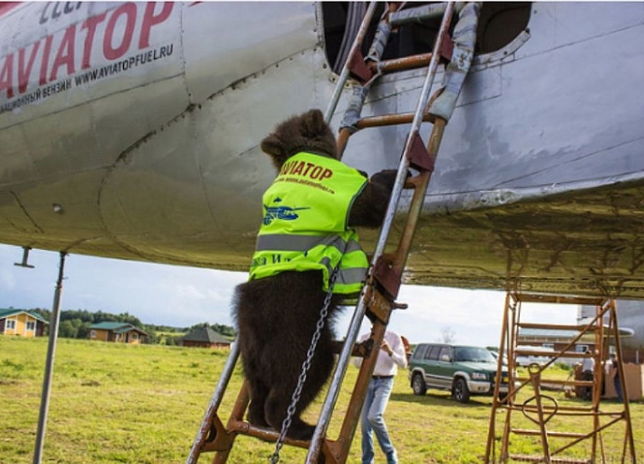 На аэродроме под Тулой живет медвежонок-пилот