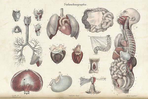 Иллюстрация Дж. Бисби из анатомического атласа «Systematized Anatomy or Human Organography», 1837 год
