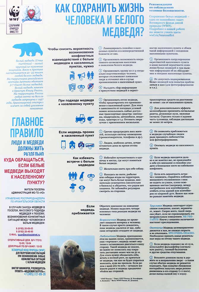 Как НЕ встретиться с белым медведем в Арктике? Российские военные разработали инструкцию
