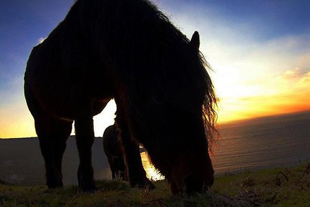 40 лошадей приняли участие в учениях в горах Северной Осетии