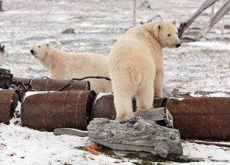 #ЦифраДня: Количество железа, вывезенного из Арктики