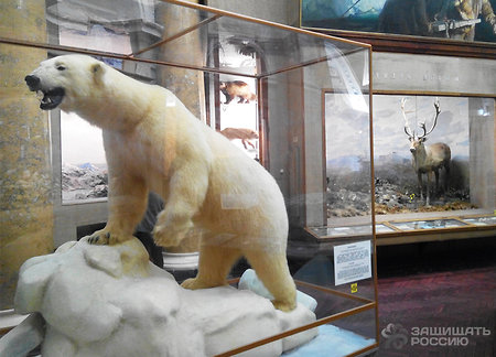 Череп моржа, доисторическая вода и полярная станция в алтаре: музей Арктики и Антарктики