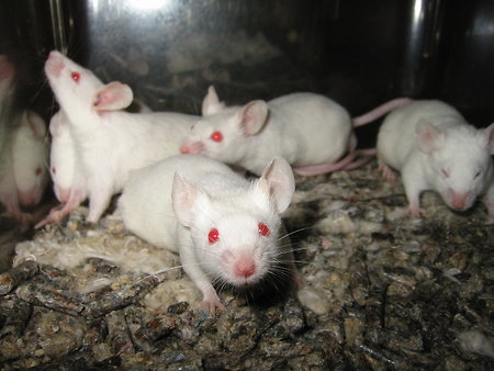 Институт Минобороны закупит две тысячи белых мышей
