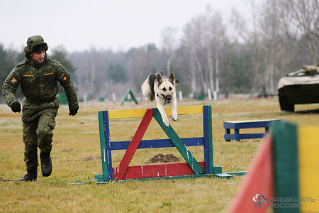 На юге России военные проводят «собачий биатлон»