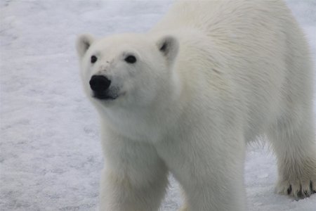 Военные спасли потерявшегося медвежонка на Чукотке