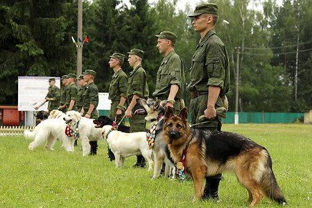 Около 400 собак отправились служить в войска
