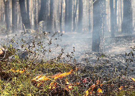 Система «Оборонлес» помогла погасить первый лесной пожар в этом сезоне
