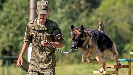 В войсках появилась «собачья спецслужба»
