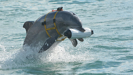 Что стало с украинскими боевыми дельфинами в Крыму