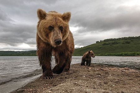 Медведи станут стратегически важным ресурсом