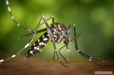 Опасных ГМО-комаров готовят против России